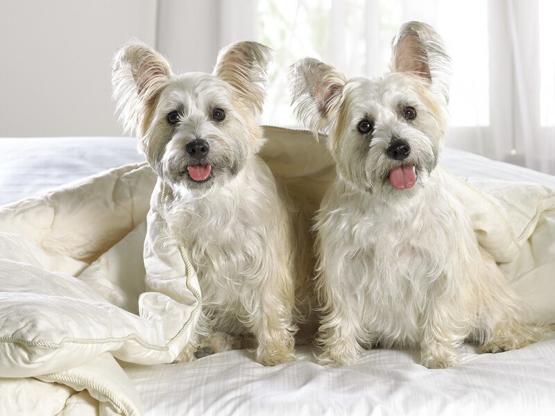 two white dogs on a bed