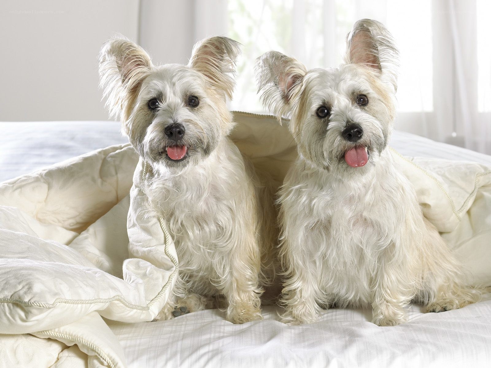 two white dogs on a bed