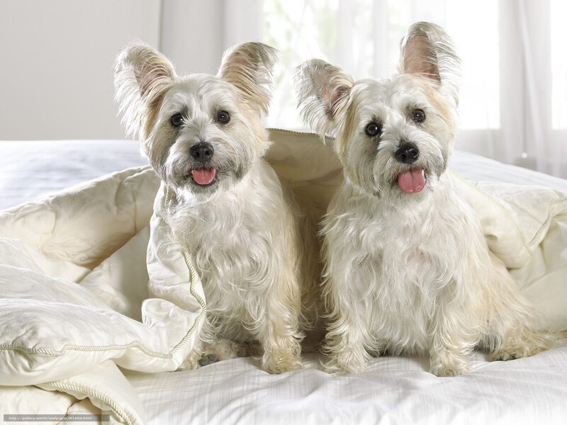 Two white dogs on a bed