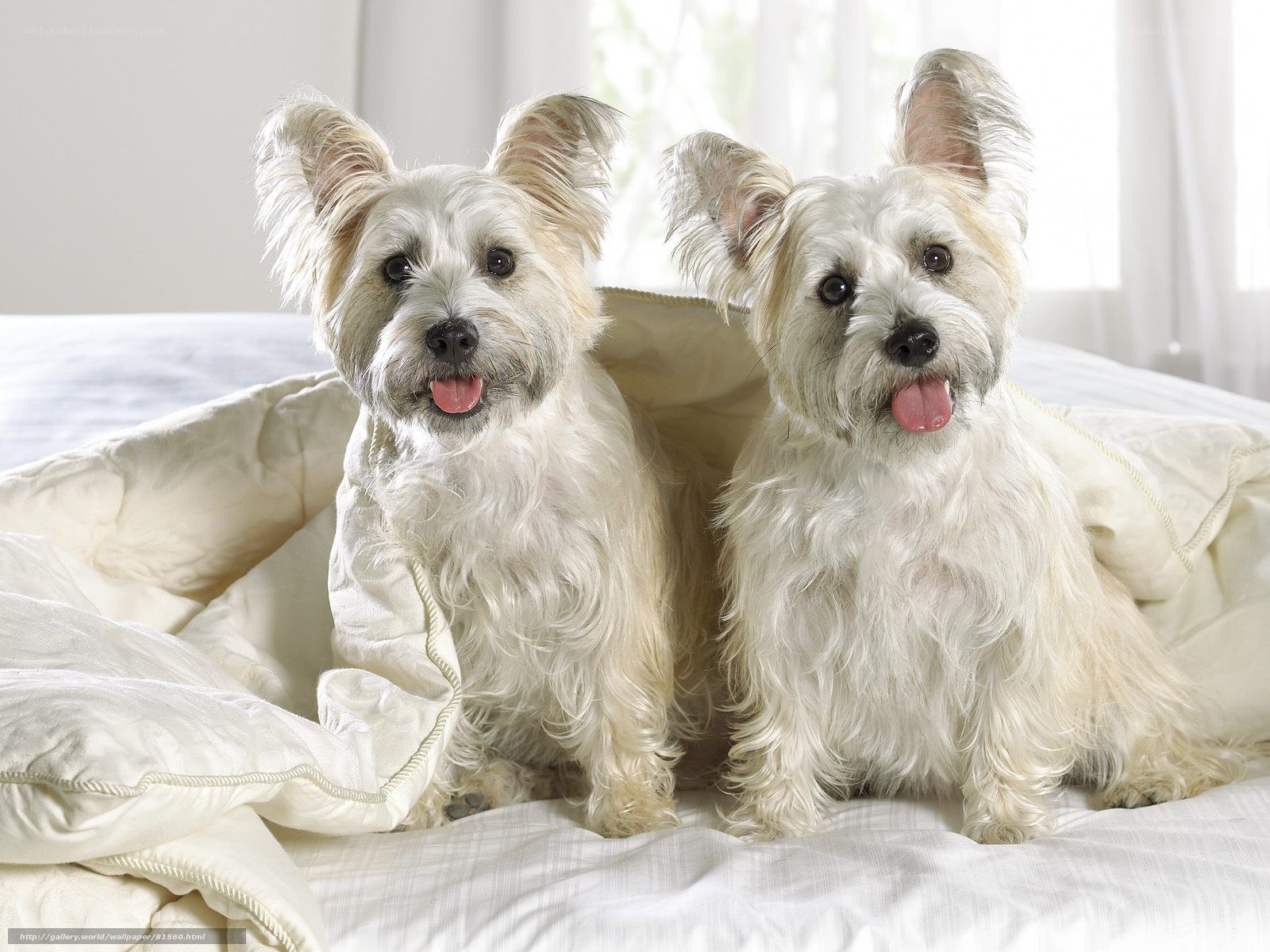 Two white dogs on a bed