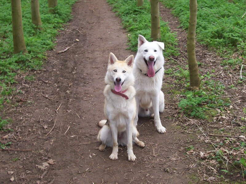 Two white dogs on a forest path
