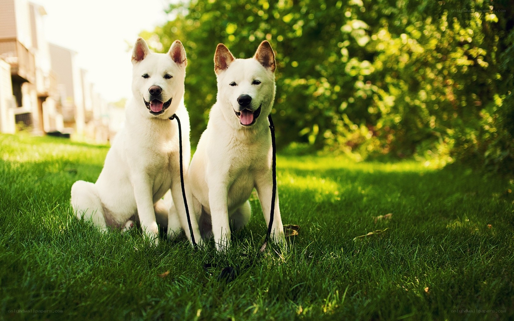 Two white dogs on a lawn