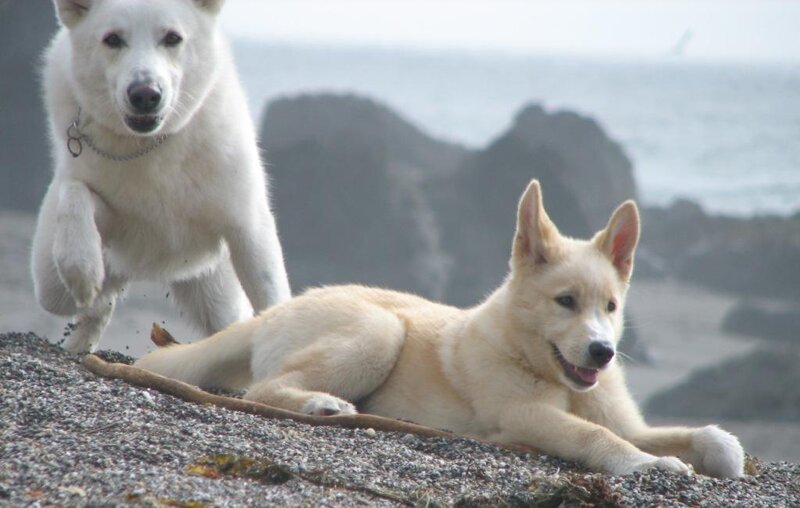 Two white dogs on a rocky shore