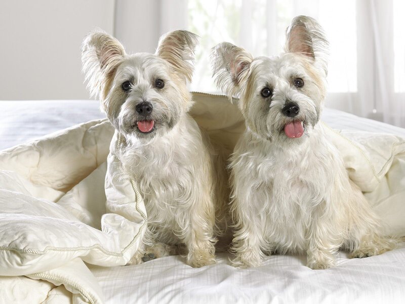 Two White Dogs on Bed — Calm, Morning