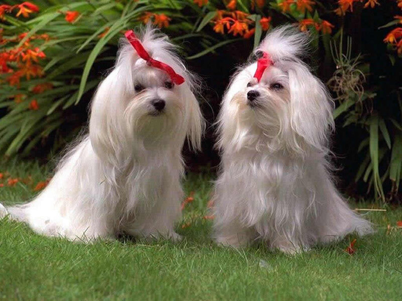 Two White Dogs on Grass — Calm, Afternoon