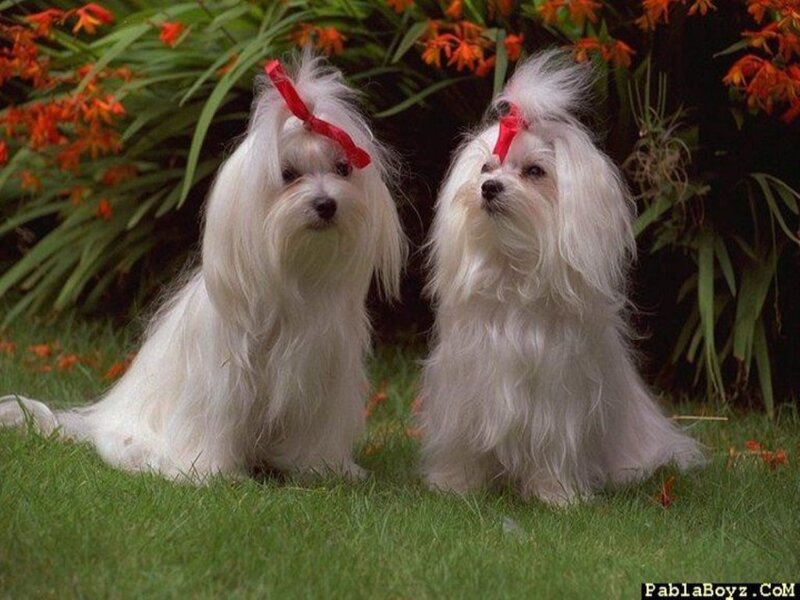 Two White Dogs on Grass — Calm