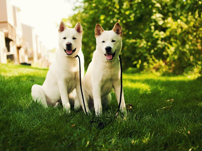 Two White Dogs on Grass — Green, Calm, Afternoon