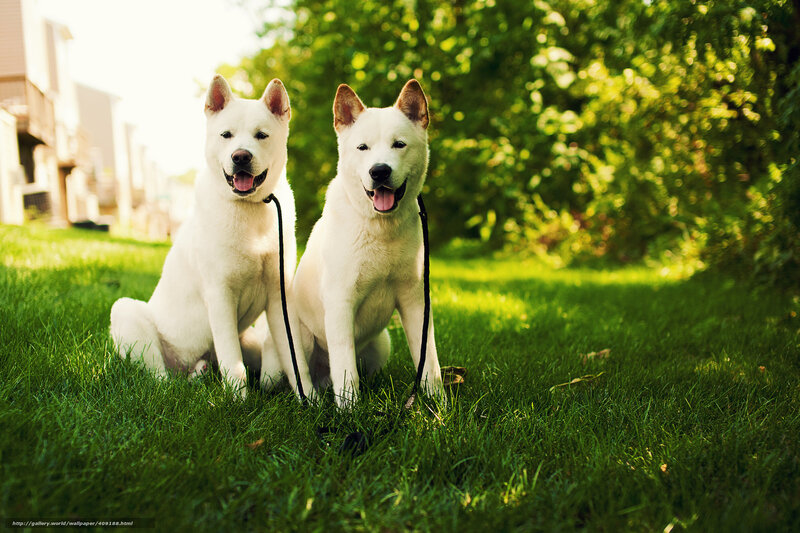 Two White Dogs on Grass — Green, Serene