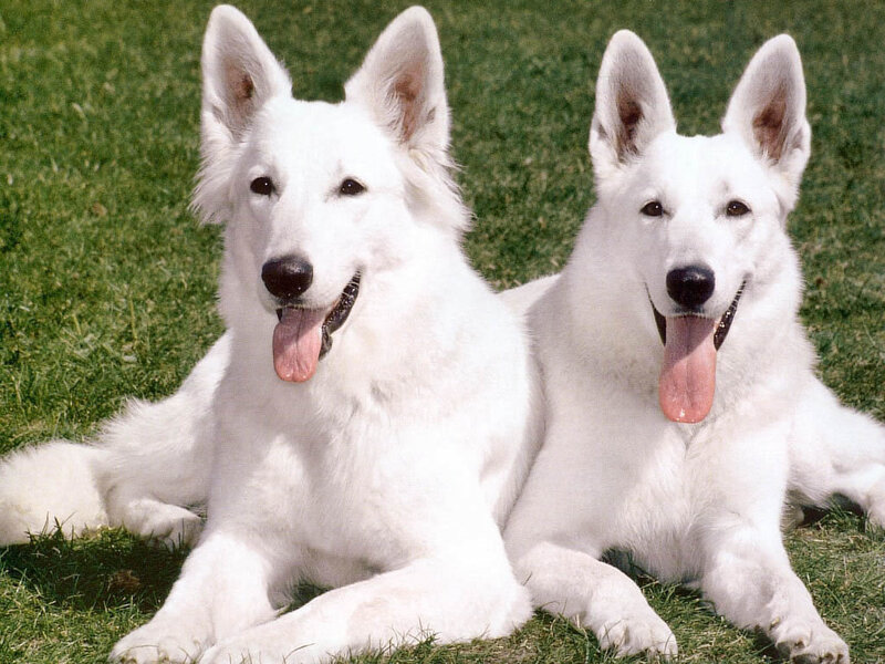 Two white dogs on grass