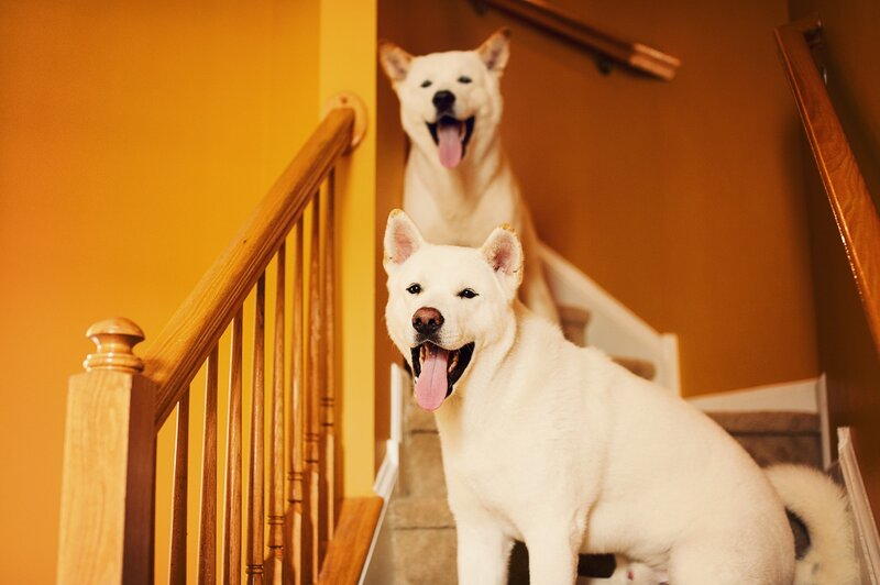 Two White Dogs on Stairs