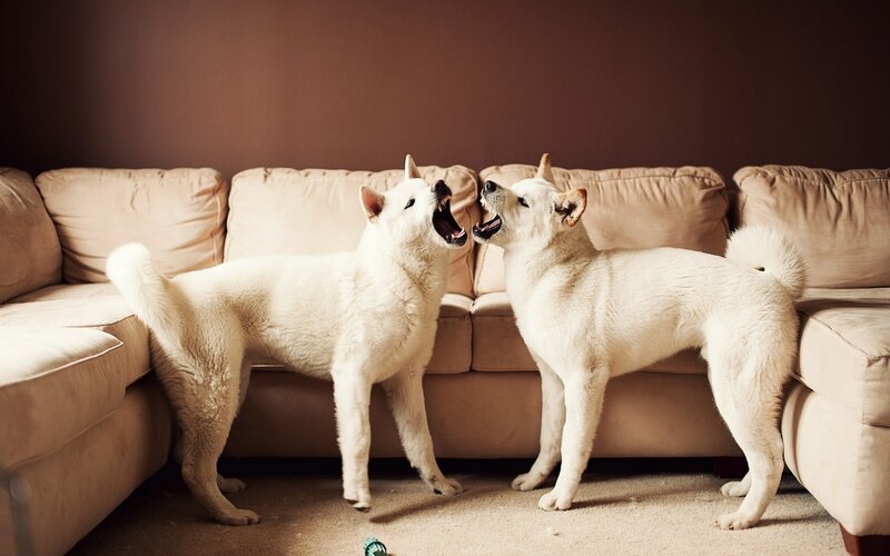 Two white dogs playing