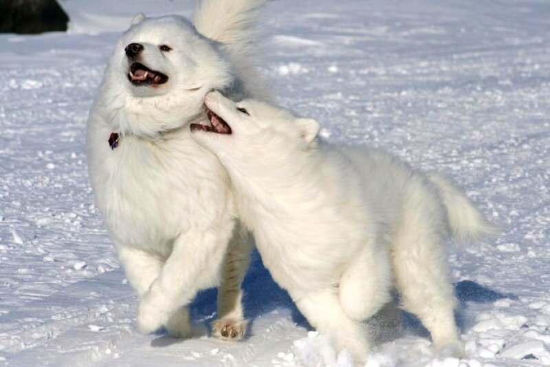 Two White Dogs Playing — Active