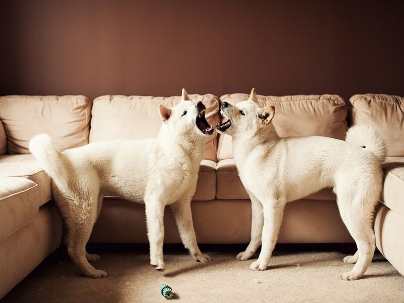 Two White Dogs Playing — Beige