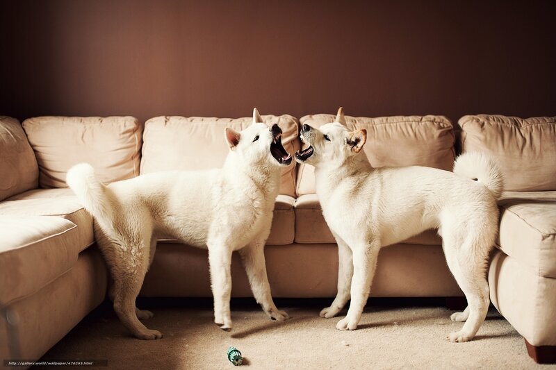 Two white dogs playing