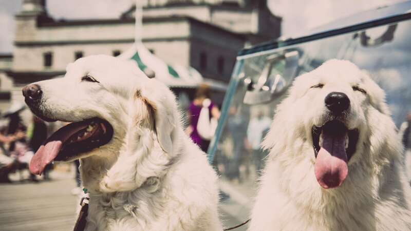 Two White Dogs — Relaxed