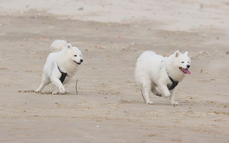 Two white dogs running on beach