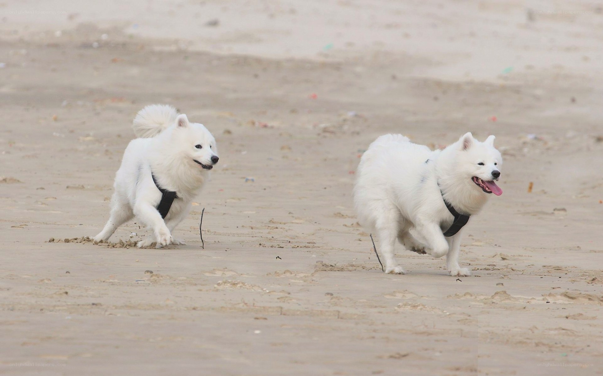 Two white dogs running on beach