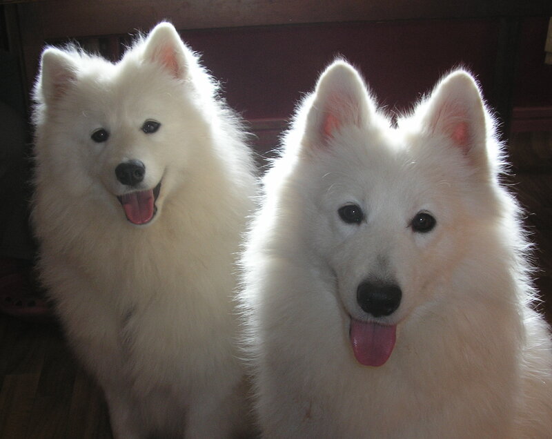 Two White Dogs