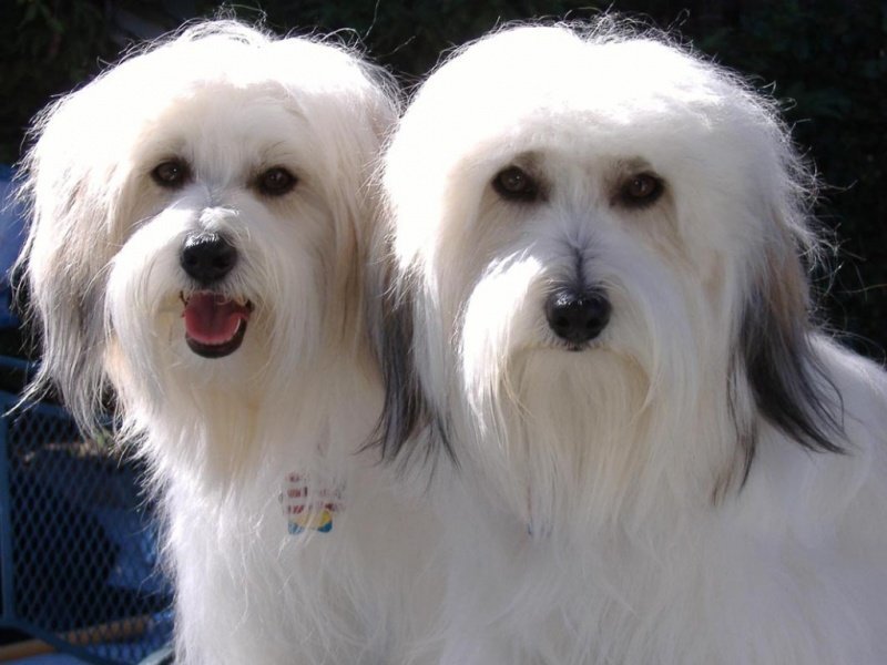 two white dogs together