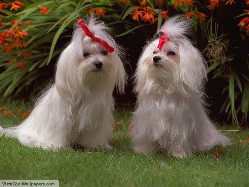 Two white dogs with bows