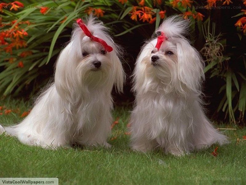 Two white dogs with bows