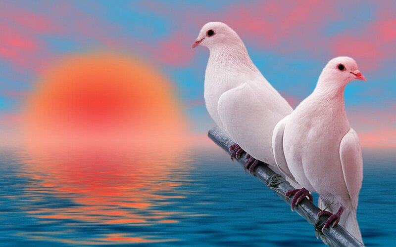 Two white doves at sunset
