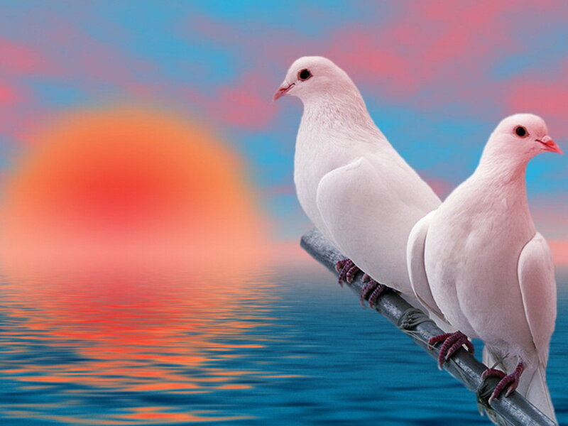 Two White Doves — Blue