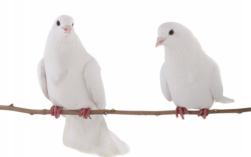 Two White Doves — Calm, Photograph