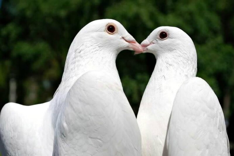 Two White Doves — Calm