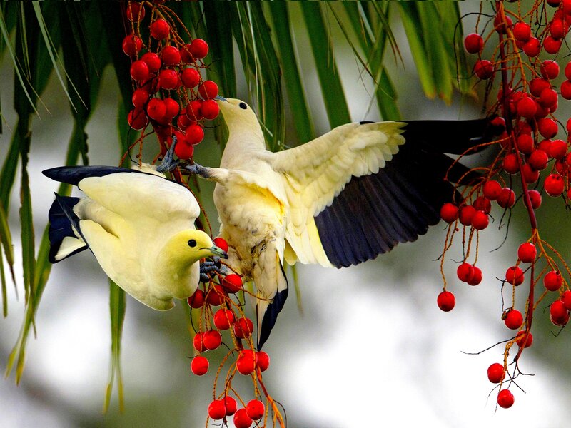 Two White Doves Eating Berries
