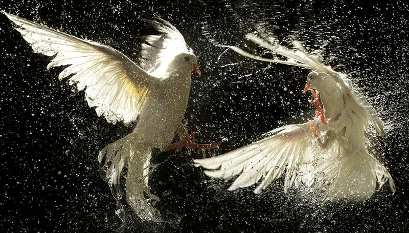 Two White Doves Fighting