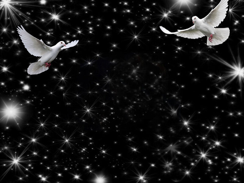 Two White Doves Flying — Black