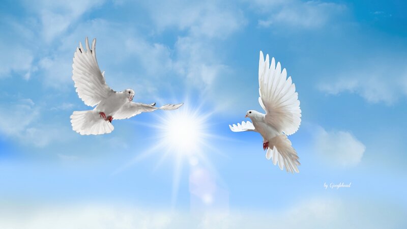 Two White Doves Flying — Blue, Serene, Afternoon, Digital Art, Sun