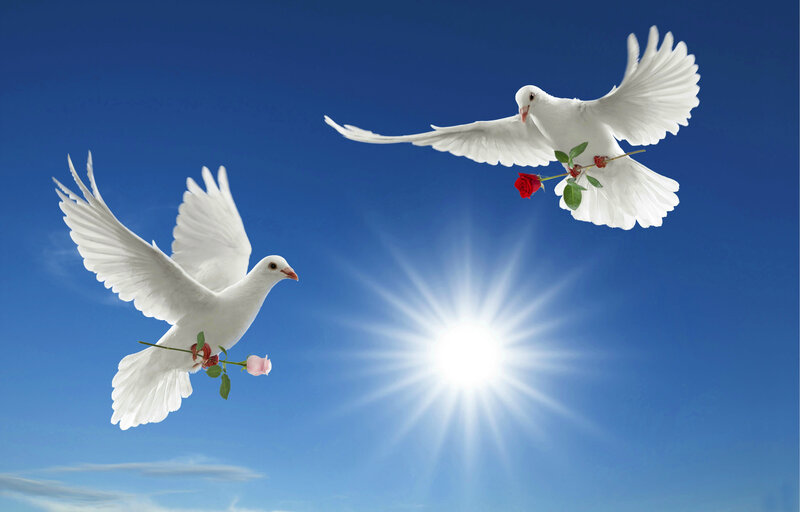 Two White Doves Flying — Blue, Serene, Afternoon, Photograph