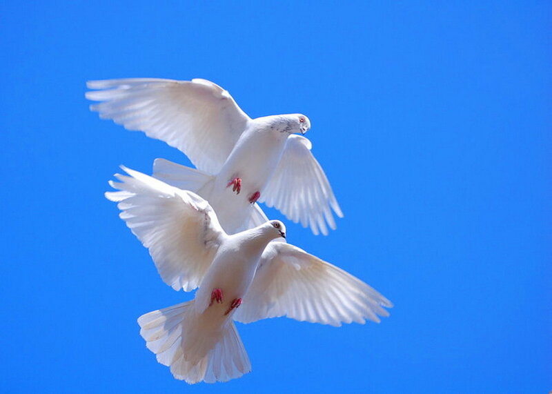 Two White Doves Flying — Blue, Serene, Afternoon