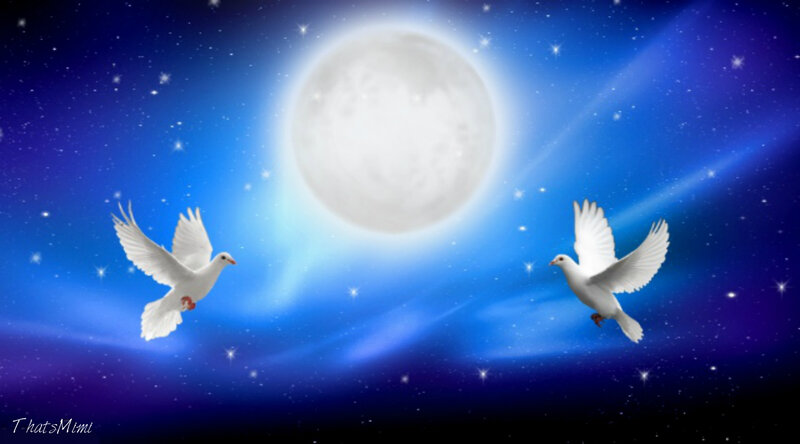 Two White Doves Flying — Blue, Serene, Night