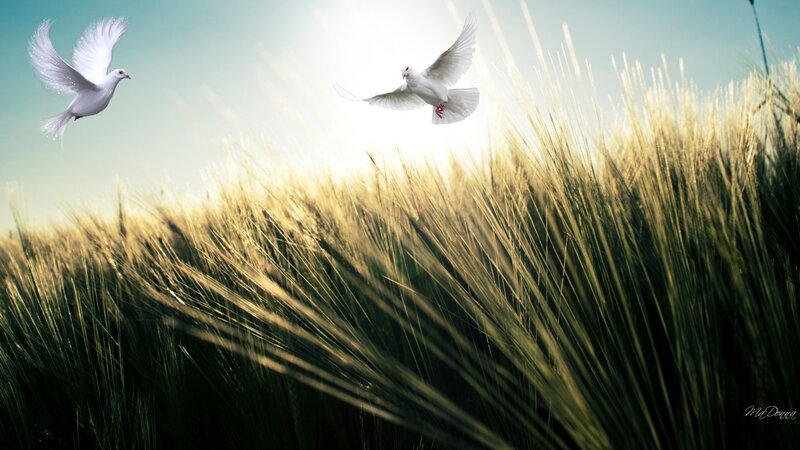 Two White Doves Flying — Green