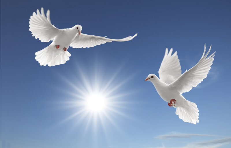 Two White Doves Flying — Serene, Afternoon, Photograph