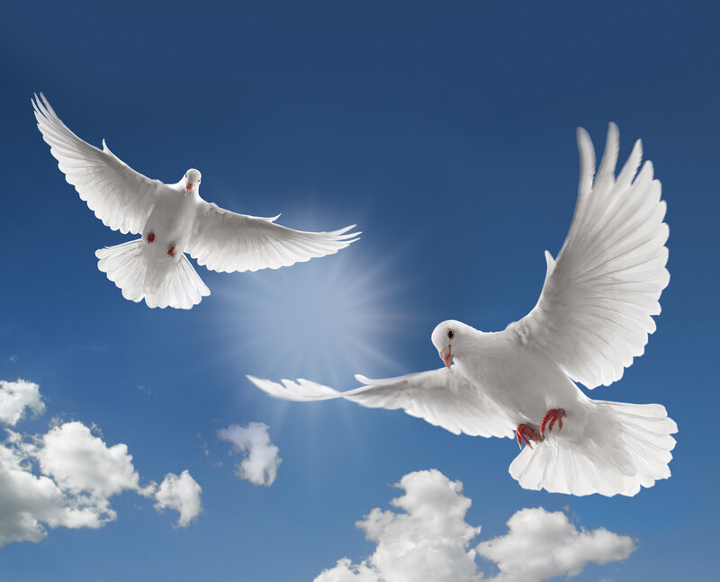 Two White Doves Flying — Serene, Afternoon