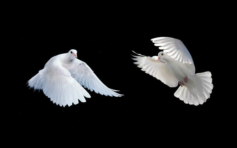 Two White Doves Flying — Serene, Photograph