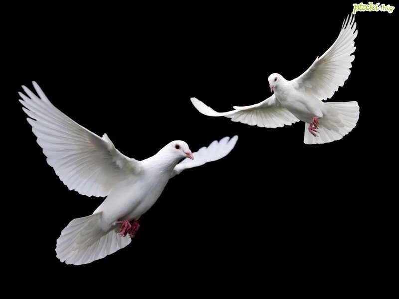 Two White Doves Flying — Serene, Photograph, Wings, Black Background