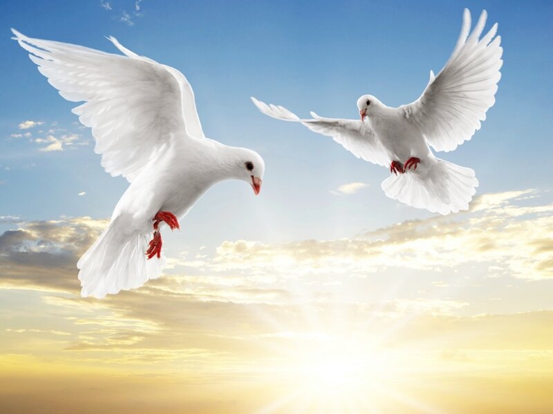 Two White Doves Flying — Serene, Sunset, Photograph, Sky, Clouds, Sun