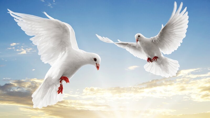 Two White Doves Flying — Serene, Sunset, Photograph, Sky, Clouds