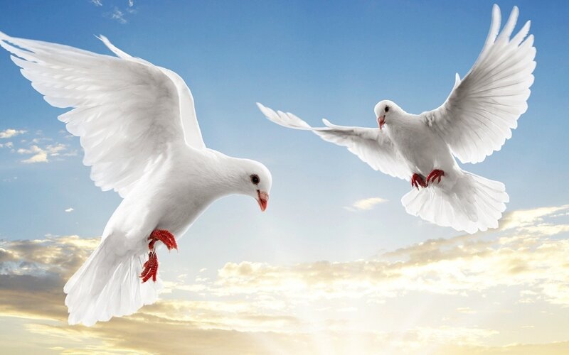 Two White Doves Flying — Serene, Sunset, Photograph, Sky, Clouds, Wings