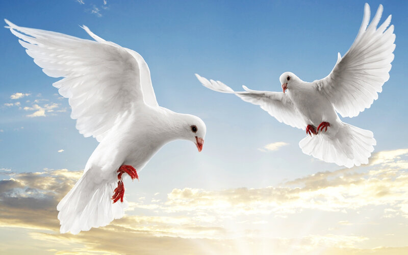 Two White Doves Flying — Serene, Sunset, Photograph, Sky