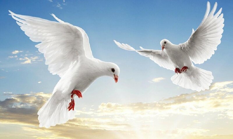 Two White Doves Flying — Serene, Sunset, Photograph