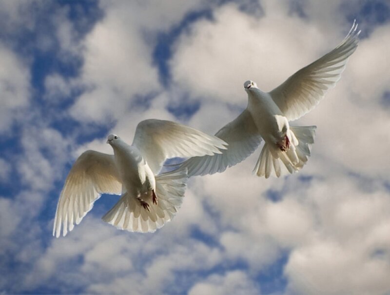 Two White Doves Flying — Serene