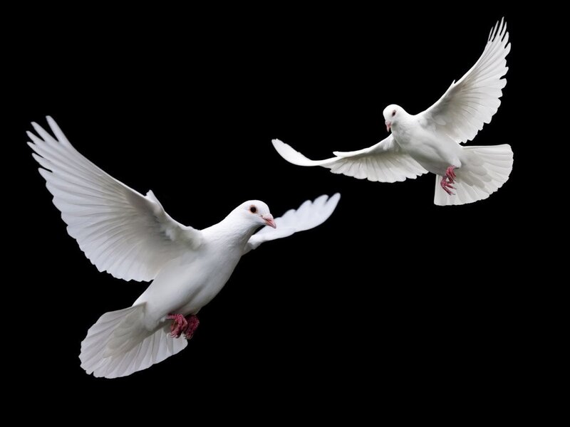 Two white doves in flight