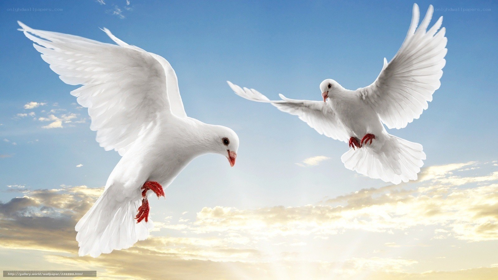 Two white doves in flight