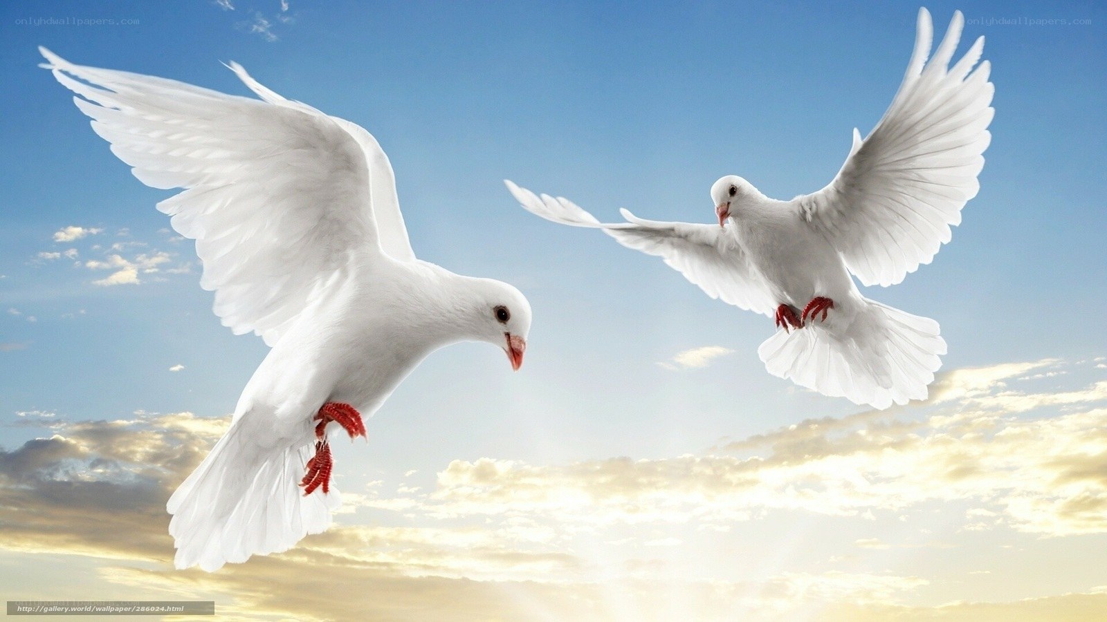 Two white doves in flight